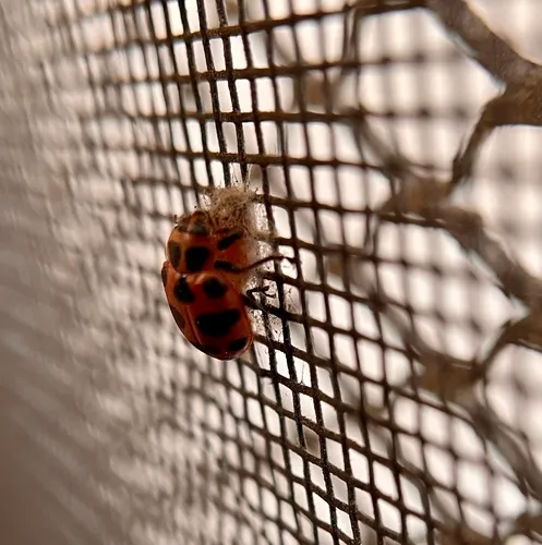 Dinocampus coccinellae paralysis virus