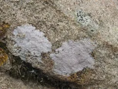 Rock Whitewash thumbnail 1