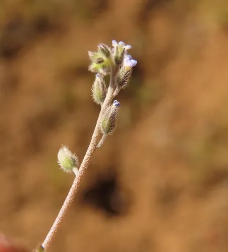 Early Forget-me-not
