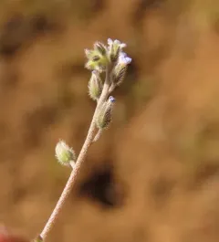 Early Forget-me-not thumbnail 1