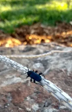 Blackhorned Pine Borer thumbnail 2