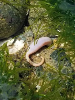 Little Sea Cucumber thumbnail 3
