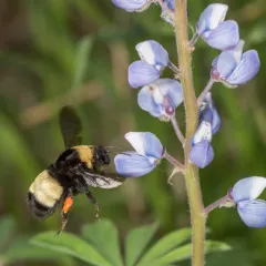 Black-and-gold Bumble Bee thumbnail 1