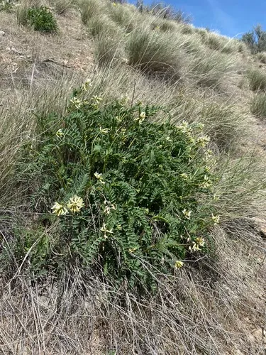 Boise Milkvetch
