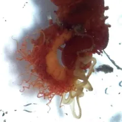 Naineris dendritica thumbnail 4