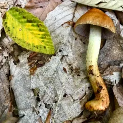 wrinkled cortinarius thumbnail 4