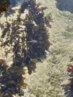 Sand-scoured False Kelp thumbnail 1