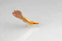 Shellenius ballii thumbnail 2
