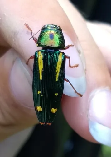 Red-legged Buprestis Beetle