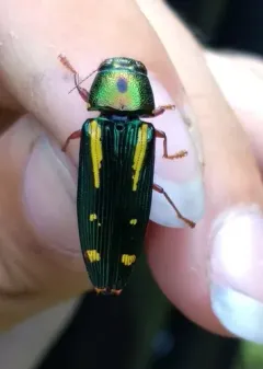 Red-legged Buprestis Beetle thumbnail 1