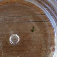 Black-beaked green weevil thumbnail 4