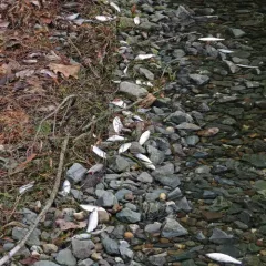 Alewife thumbnail 2