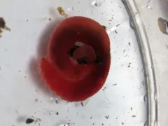 Hyboscolex pacificus thumbnail 2