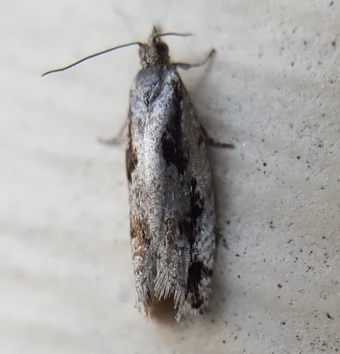 Epinotia zandana