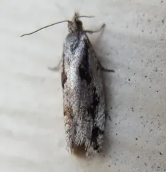 Epinotia zandana thumbnail 1