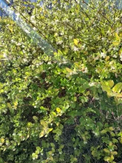 Winter honeysuckle thumbnail 2