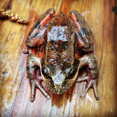 Northern Red-legged Frog thumbnail 3