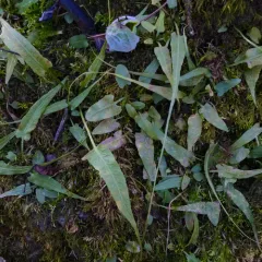 walking fern thumbnail 3