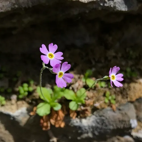 Mistassini Primrose