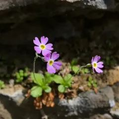 Mistassini Primrose thumbnail 1