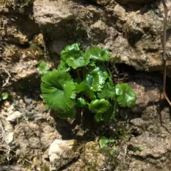 Sullivant's Coolwort thumbnail 2