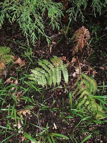 autumn fern