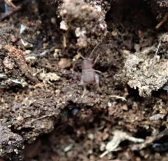 Eastern Ant Cricket thumbnail 2