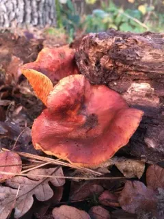 Gymnopilus thiersii thumbnail 2