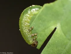 columbine sawfly thumbnail 4