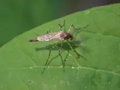 Mochlonyx cinctipes thumbnail 1