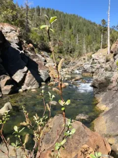 del norte willow thumbnail 3