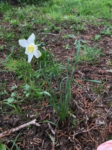 Bunch-flowered Daffodil