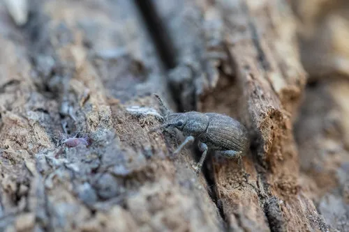 Dyslobus alternatus