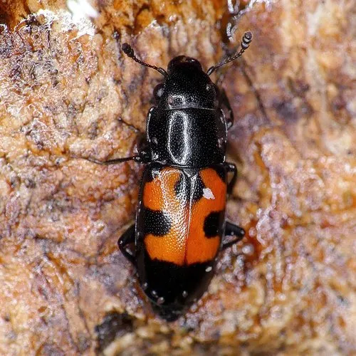 Glischrochilus moratus