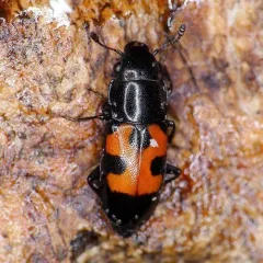 Glischrochilus moratus thumbnail 1