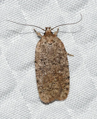 Agonopterix eupatoriiella