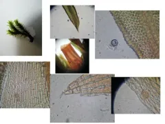 Dark-green Bristle Moss thumbnail 2