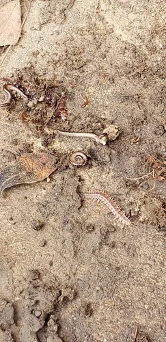 Pseudopolydesmus pinetorum