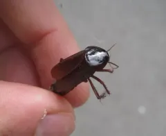 Oriental Cockroach thumbnail 2