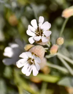 Sea Campion thumbnail 3