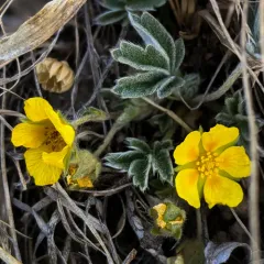 Early Cinquefoil thumbnail 3