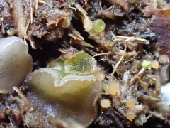 Ascobolus michaudii thumbnail 2