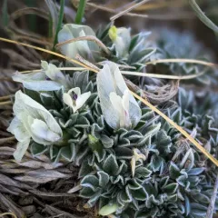 Threeleaf Milkvetch thumbnail 3
