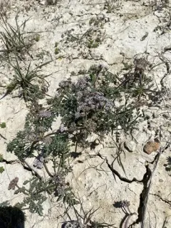Bentonite Desertparsley thumbnail 3