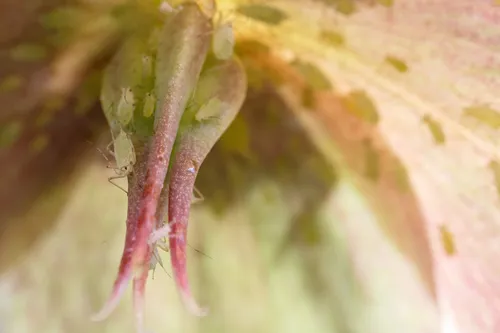 Hellebore Aphid