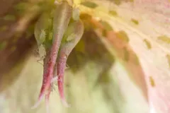 Hellebore Aphid thumbnail 1
