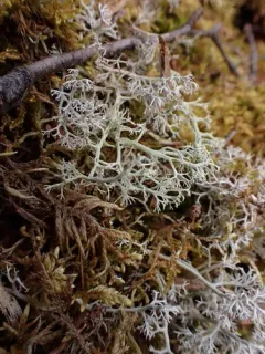 Reindeer Lichen thumbnail 3