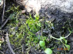 Pearson's phaeoceros thumbnail 3