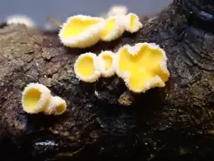 Lachnellula calyciformis thumbnail 4