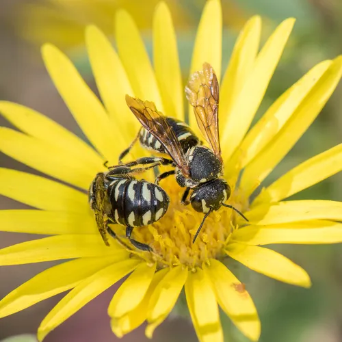 Northeastern Pebble Bee